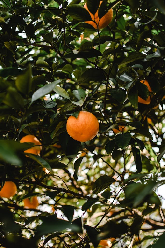 An Orange Fruits on the Tree with Green Leaves